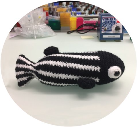 Dori the Zebrafish