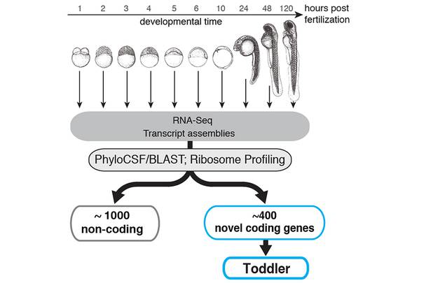 Data on identification of novel coding genes in zebrafish