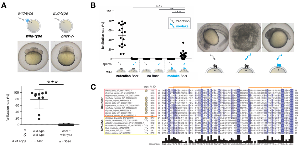 Bouncer is a species-specific fertilization factor in fish